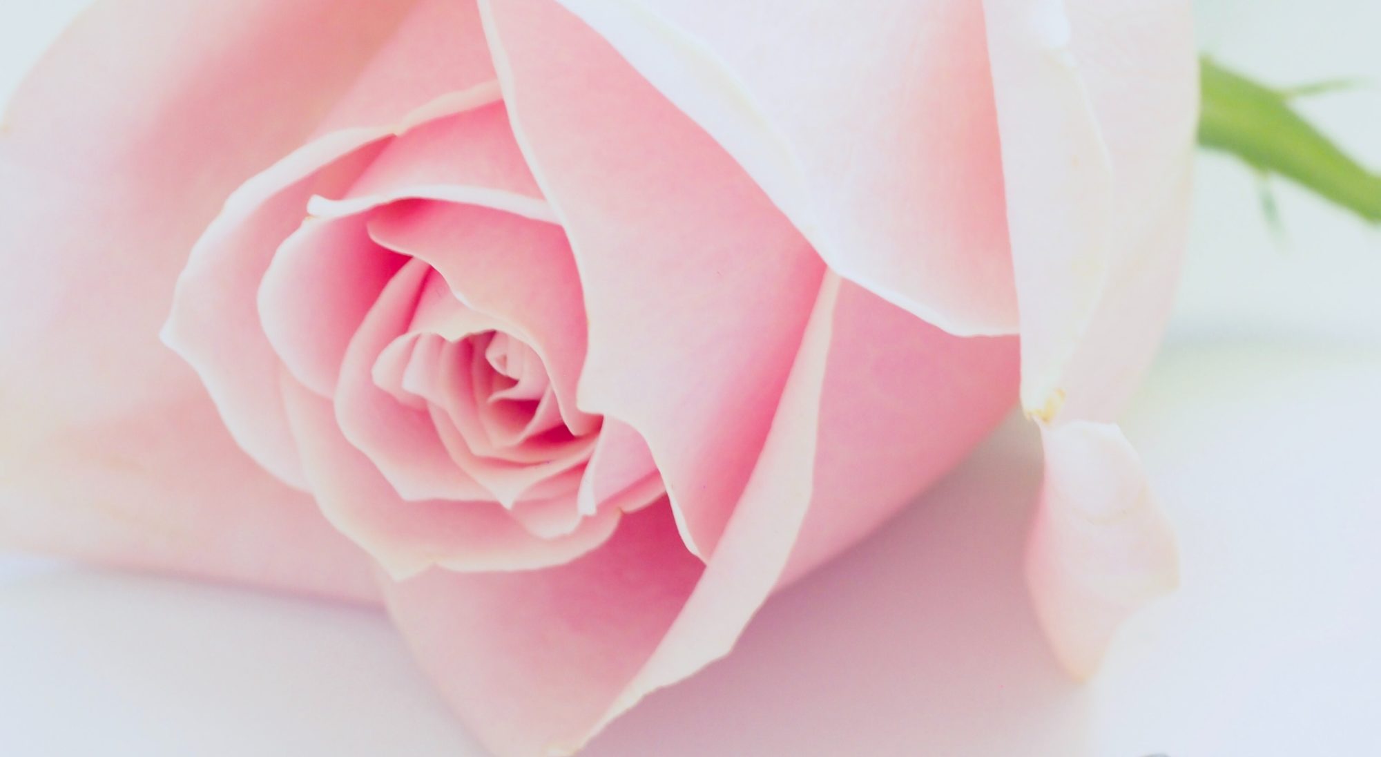 Clean, professional medical spa treatment room with neutral tones at English Rose Day Spa in Boulder
